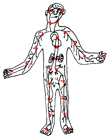 artery.gif (52065 bytes)