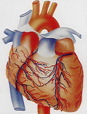 heart.gif (66254 bytes)