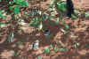 x0003137.jpg (62790 bytes)